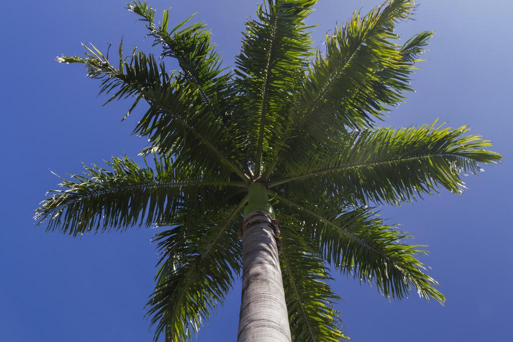 Port Douglas Plantation Resort Eksteriør billede